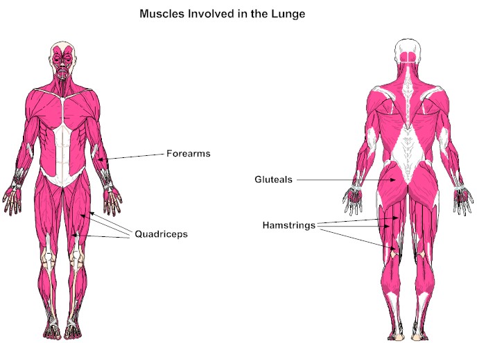Muscles Involved in the Lunge